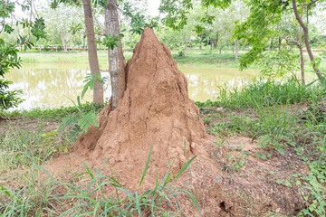 Huge termite mound in the park, Thailand.