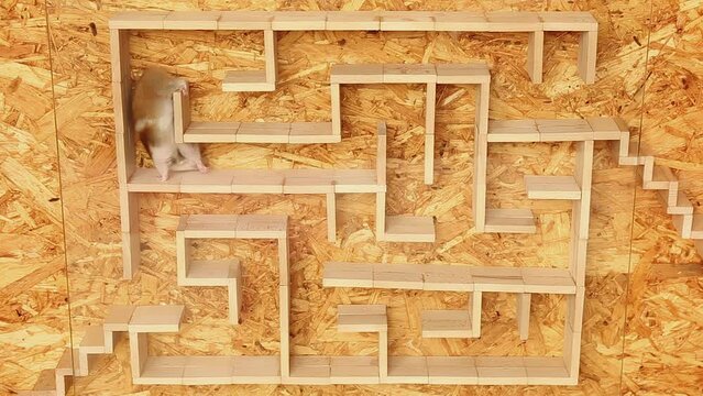  The hamster quickly and deftly runs through the maze through its corridors. 