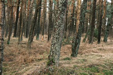 Lithuanian forest in early spring