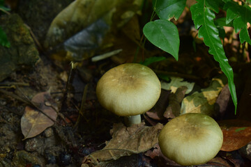 Mushrooms are prickly pears in the forest.
