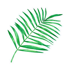 Hand drawn watercolor green tropical palmtree leaves isolated on white background. Scrapbook, post card, label, banner.