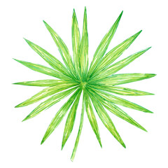 Hand drawn watercolor green tropical palm tree leaf isolated on white background. Scrapbook, post card, label, banner.