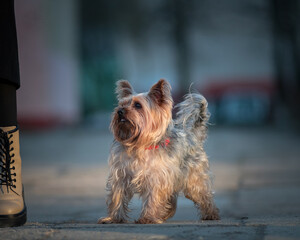 A beautiful purebred Yorkshire Terrier on a walk in the city in the fall.