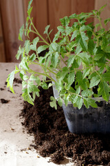 Young seedlings in a container. How to grow food at home on a windowsill. Sprouts of green plants and home gardening