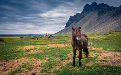 Dranatic rustic scene of mountain farmland with Icelandic horses. Picturesque summer view of...