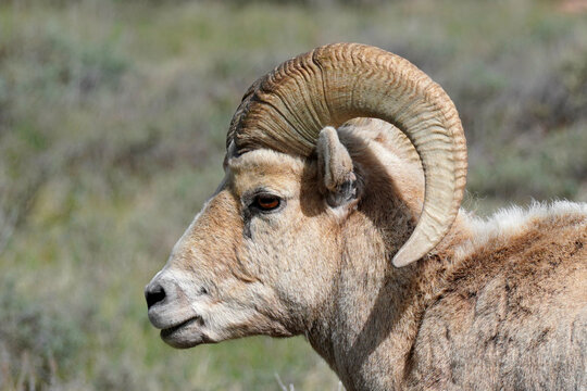 Close up Profile of a Bighorn Sheep