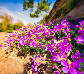 Blooming of violet Phlox subulata (creeping phlox) flowers on the beach. Bright spring scene of shore of small pond. Astonishing view of first warm day in botanical garden.