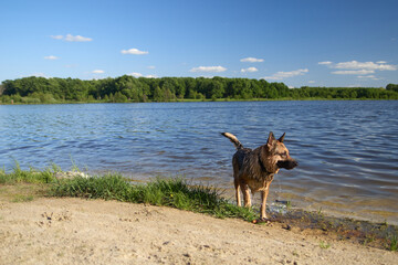A dog swimming in a lake on a sunny day