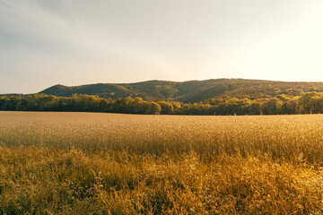 agricultural fields with hills in the background in summertime
