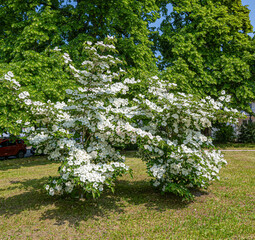 Flowers on a dogwood tree in the botanical garden Karlsruhe. Germany, Baden Wuerttemberg, Europe
