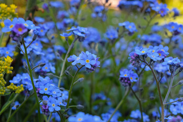 Fototapeta premium forget me not