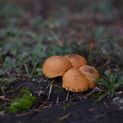 mushroom in the forest