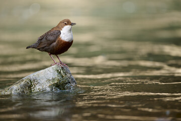 European dipper on a rock on bank of a mountain stream