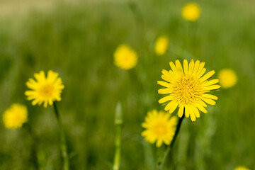 A yellow sow thistle blossom with other blossoms in soft focus.
