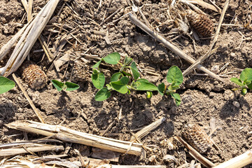 Horizontal view from above of emerging soybeans in a no-till field of cornstalks.