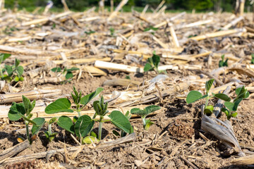A side view of emerging soybean plants in a field of corn stalks.