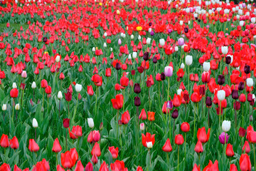Fototapeta premium Clearing with colorful tulips in burgundy, red and pink.