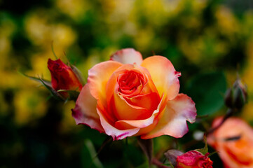 Yellow roses in garden, nature. Flower