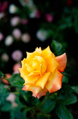Yellow roses in garden, nature. Flower