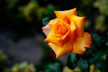 Yellow roses in garden, nature. Flower