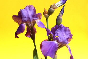 Fototapeta na wymiar Beautiful iris flowers blooming on a yellow background.