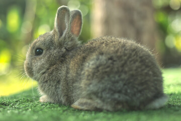 Cute little brown rabbit on green grass with natural bokeh background in morning	