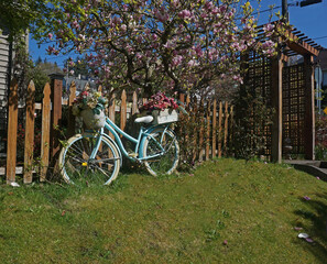 Fototapeta premium An old bicycle turned into a flower planter