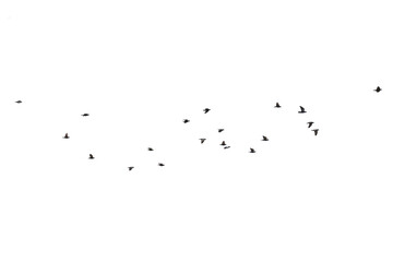 Flocks of flying pigeons isolated on white background.Save with clipping path.
- 607487911
