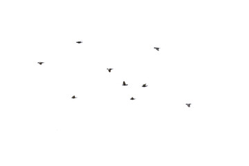 Flocks of flying pigeons isolated on white background.Save with clipping path.
- 607487922