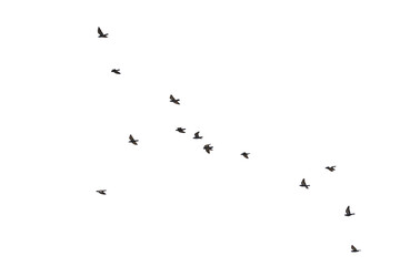Flocks of flying pigeons isolated on white background.Save with clipping path.
- 607487924