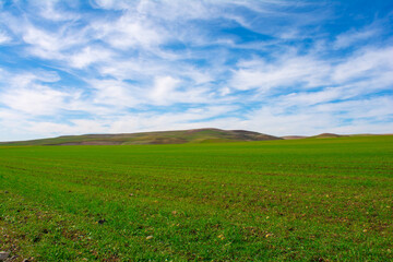 Fototapeta na wymiar Landscape of green wheat field in sunlight, Spring with green herb, Meadow of wheat. Nature composition. growing Green wheat field under blue sky, Afrian agriculture background, Mila Province, Algeria