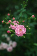 natural background with graceful small pink roses and buds on a bush in the garden