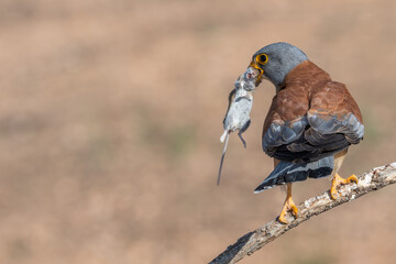 faucon cr&eacute;cerellette