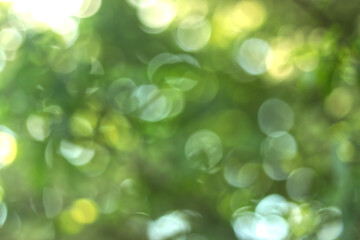 Obraz premium abstract green nature bokeh background with sunlight 