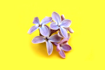 Beautiful lilac flowers lie on a yellow background.