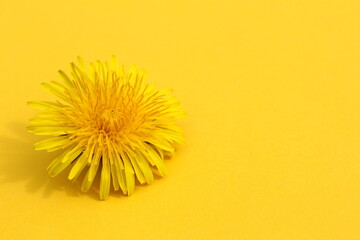 One fresh dandelion flower lies on a yellow background.