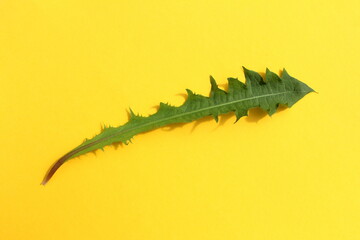 One green dandelion petal lies on a yellow background.