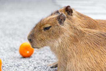 Adorable little capybara enjoying at the zoo