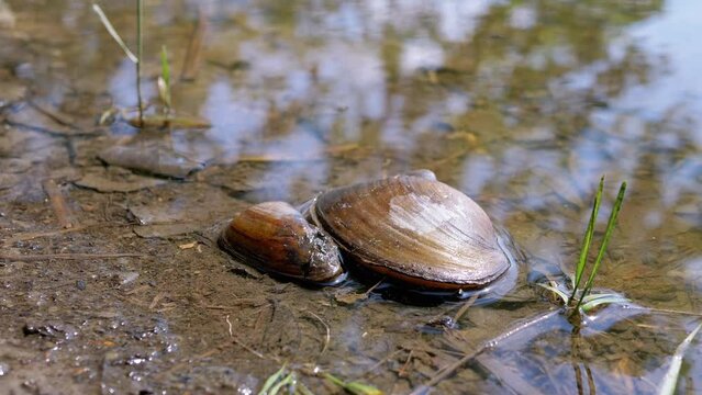 Two Freshwater Bivalve Mussel Lies on the River Bank in Muddy Water in the Sun. Anodonta cygnea. Sunlight, sunset. Bottom. Reflection of sun glares in water. Closed river mussel, shellfish. Seafood.