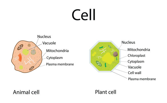 illustration of biology, Plant Cells and Animal Cells, Plant cell structure with inner parts labeled description outline diagram, Animal cell diagram