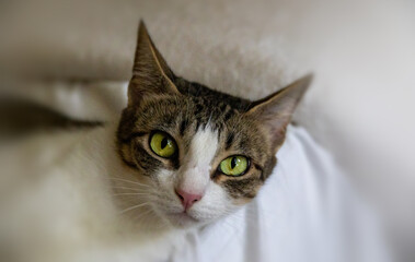 close up of domestic feline kitten