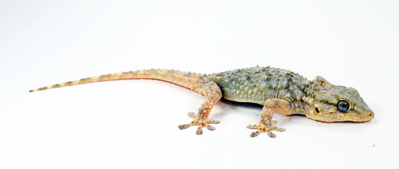 Lizard Moorish Gecko Tarentola Mauritania isolated on white close up macro, interesting reptile, little dragon