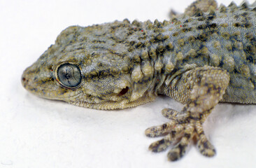 Lizard Moorish Gecko Tarentola Mauritania head portrait isolated on white close up macro, interesting reptile, little dragon