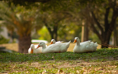 aves migratorias descansando en un parque
