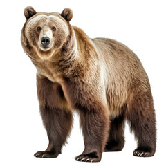 Fototapeta na wymiar Brown bear on transparent background, PNG