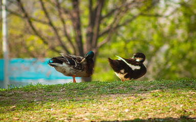 aves migratorias descansando en un parque