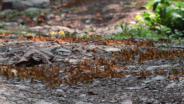 Slow Motion of many butterflies on the ground and flying at Ban Krang Camp, Kaeng Krachan National Park, Phetchaburi, Thailand.