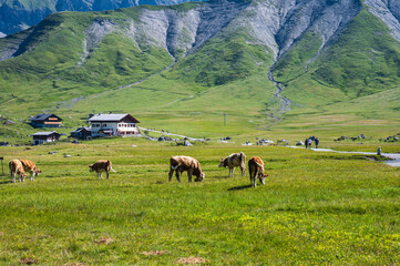 Fototapeta premium Bern, Switzerland - July 25, 2022 - View of Engstligenalp from the Engstligengrat hiking trail, Swiss Alps, Switzerland