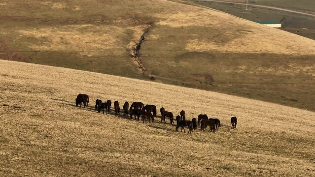 A herd of horses is grazing in the morning pasture high in the mountains. Alpine pasture with horses in the early morning