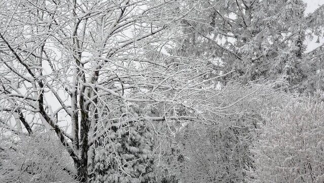 Heavy snowfall, bad weather on a dark winter morning. The snow is falling in big flakes. Branches of trees and firs are densely covered with snow.